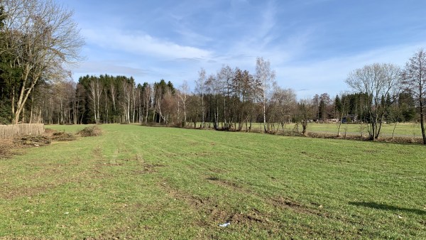 Grasbewachsenes Feld mit Bäumen am Horizont.