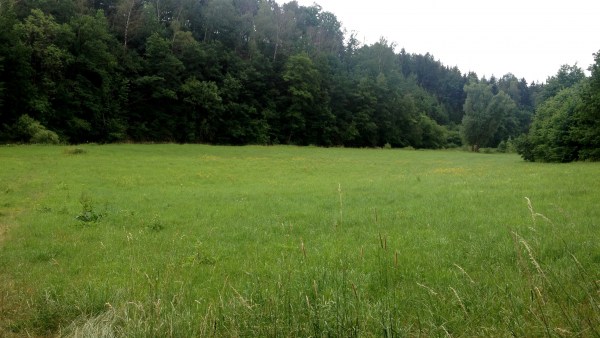 Grüne Wiese vor Wald